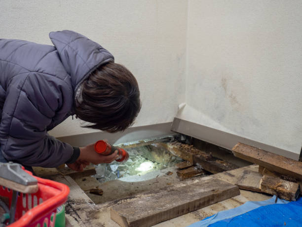 Best Dehumidification Services  in Searingtown, NY