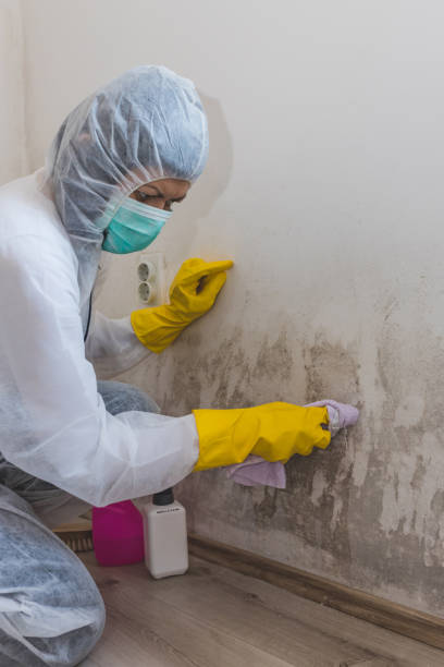 Best Environmental Consulting for Mold Prevention  in Searingtown, NY
