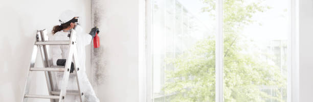 Reliable Searingtown, NY Mold Removal Solutions